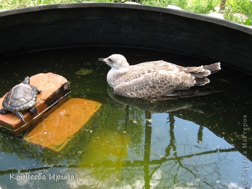 чайка и черепаха, а в воде еще две большущие черепахи (фото 9)