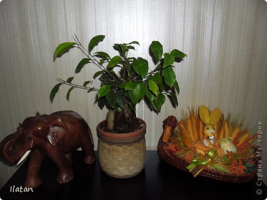 Фикус (Ginseng Ficus)  (фото 15)