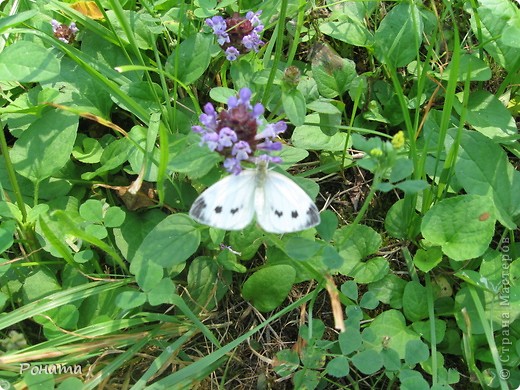 Капустница. (фото 2)