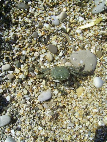 Только загрузила этот фотоотчет...как с отдыха на Черном море приехала подруга...Вот добавляю фото, которыми она поделилась))) (фото 34)