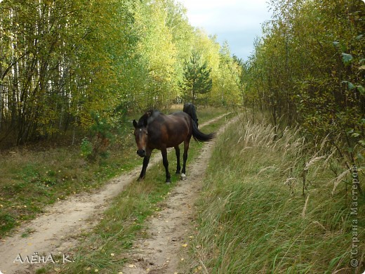 Кобыла Маша, с которой все началось, никак не хотела позировать) (фото 6)