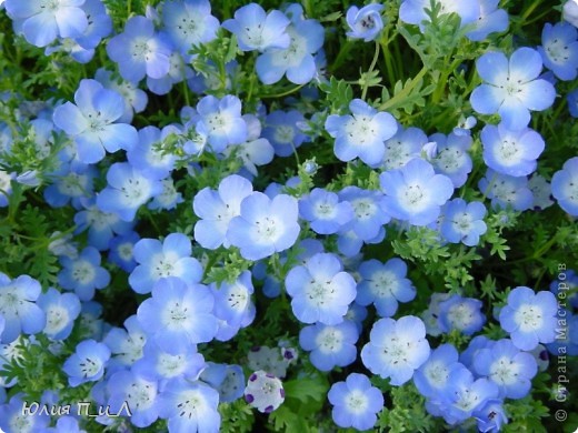  На родине в Калифорнии и Орегоне немофилы называют "голубыми глазками" (baby blue eyes).  Имеет многочисленные сорта и формы с более крупными цветками. Название происходит от греческих слов 'nemos' - роща и 'phileo' - люблю и объясняется тем, что ряд видов предпочитают полутень полному солнечному освещению.Уже цветет у некоторых в садах Украины. (фото 17)