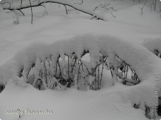 А лес не отпускает . (фото 24)