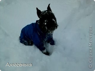 Всем привет! Меня зовут Боник! Вчера у нас выпало ооочень много снега и я и мои хозяева пошли чистить снег около гаража, я очень люблю ходить в гараж, там всегда такие большие кучи снега в которых я люблю рыть норы, ведь я же норная собака. (фото 1)