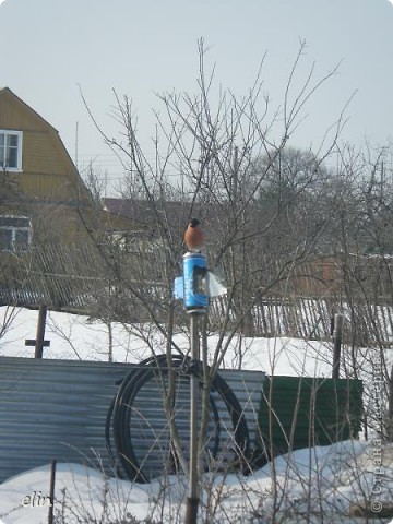 Сидит, присматривается, нет ли опасности.  (фото 2)