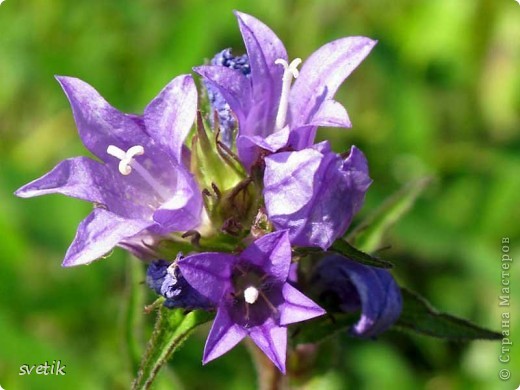 Колокольчик рапунцель (Campanula rapunculus)      
(Википедия) (фото 5)