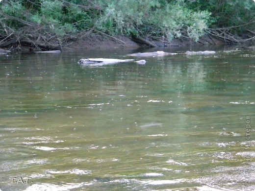 ( комары над водой) (фото 10)