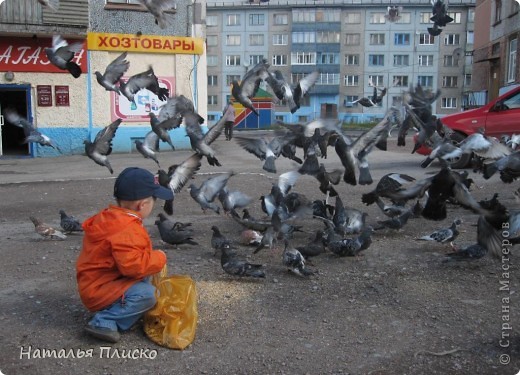 Что-то вспугнуло наших пташек, полетели... (фото 23)