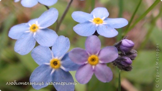 незабудки:) (фото 3)