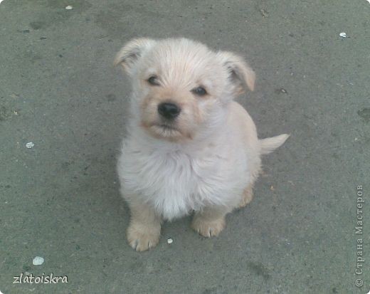 Этого малыша выбросили в городе возле мусорных баков. Папа отнес его на рынок, где продают собак и договорился с знакомым продавцом, чтобы отдал в хорошие руки. Забрали его быстро. (фото 8)