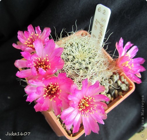 Бонус. Sulcorebutia gerosenilis (фото 6)