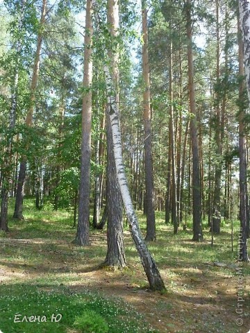 Озеро Еловое (Челябинская область, Чебаркульский район) (фото 12)