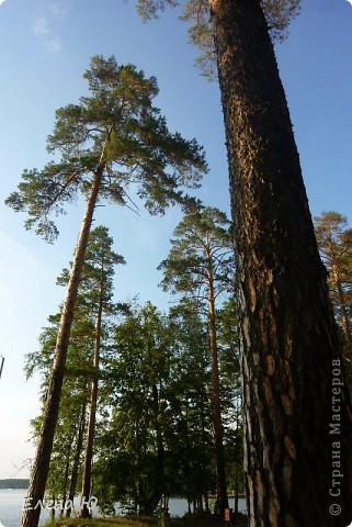 Озеро Еловое (Челябинская область, Чебаркульский район) (фото 17)