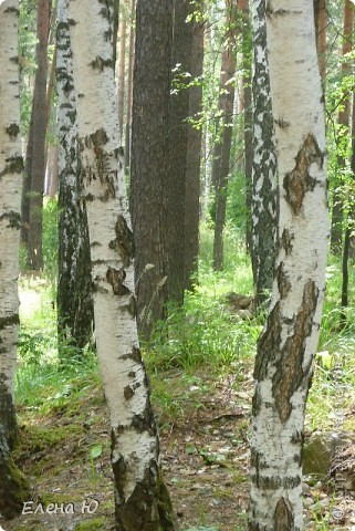 Озеро Еловое (Челябинская область, Чебаркульский район) (фото 21)