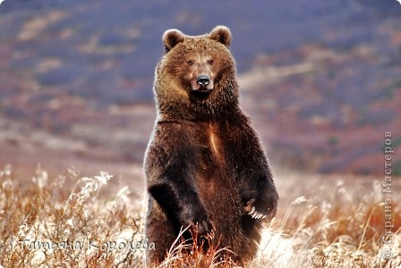 ...слов нет описать что такое Камчатка...это надо увидеть хоть раз. Но вот с таким красавцем, упаси боже встретится лицом к лицу... (фото 19)