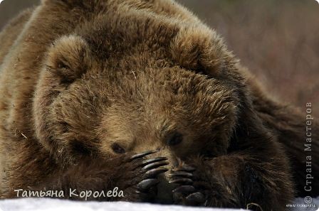 ...фото из инета. Очень люблю яндекс-фотки...фото моего любимого автора. (фото 20)