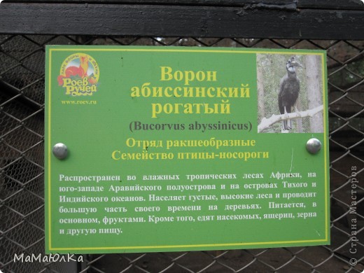 А это отгадка к 12 фото! Честно, я бы никогда не подумала, что это ворон! В Африке ворона!!!  (фото 15)