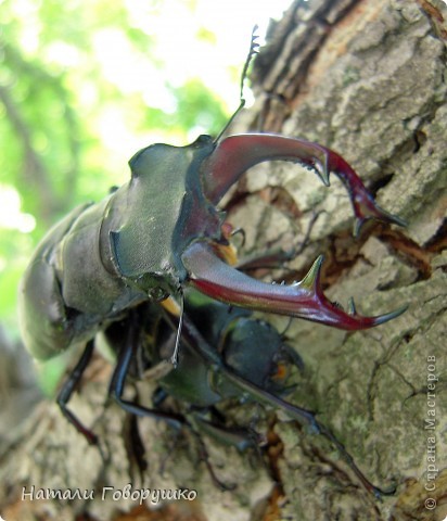 "Жук-олень (лат. Lucanus cervus) — крупный жук из рода Lucanus в составе семейства рогачей. Является самым крупным жуком, обитающим на территории Европы: отдельные особи самцов номинативного подвида могут достигать длины до 83—86 мм[5] при средней длине самцов 70—74 мм. Также является вторым по величине жуком (после реликтового дровосека), обитающим на территории России.
Жук-олень встречается в дубравах и широколиственных лесах с примесью дуба в Европе, Передней Азии, Турции, Иране и Северной Африке. Самцы отличаются хорошо развитыми и увеличенными мандибулами, которые превращены в т. н. «рога». Личинки развиваются в древесине мёртвых лиственных деревьев, преимущественно в древесине дуба, на протяжении 4—6 лет.
Жуки-олени встречаются редко и локально. Ареал вида сокращается, в связи с чем он занесён в охранные документы и Красные книги многих стран Европы, включая Украину, Российскую Федерацию и Белоруссию, также с 1982 года жук-олень занесён во второе приложение Бернской конвенции. Основными причинами сокращения популяции жука-оленя являются массовые вырубки лесов, санитарные «чистки» лесных угодий, неконтролируемый сбор жуков коллекционерами и случайными лицами. " Это я выяснила,порывшись в Википедии... (фото 4)