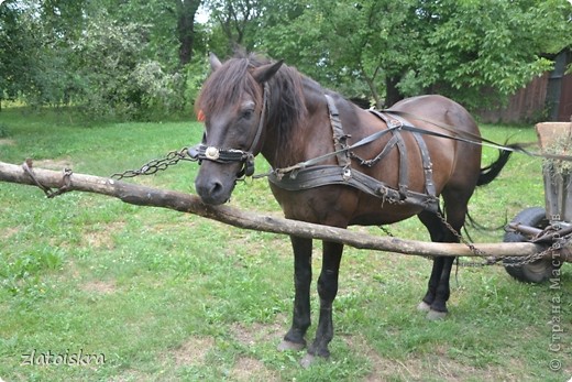 У бабушки дома - привезли сено для коровки. Не смогла не сфоткать одно из моих любимейших животных. (фото 12)