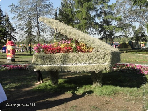 Выставка цветов в Омске " Флора -2012 " (фото 15)