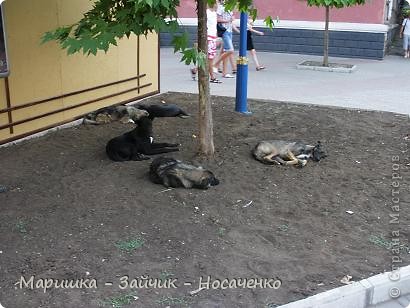 В парке было так прохладно и комфортно, а на Набережной, хоть и очень зелёной, ЖАРА!!!! Даже бедные собачки спят под раскидистым тенистым клёном)) (фото 9)