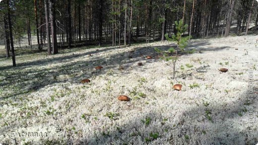 Это лето очень богато на грибы. Так растут у нас на Севере белые грибочки. И это еще не самое большое их количество. Бывает и больше! (фото 11)