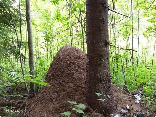 Один красивый уголок природы.  (фото 19)