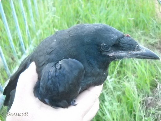 Комар и тут пристроился, на носу у вороны кровушку пьёт. (фото 8)