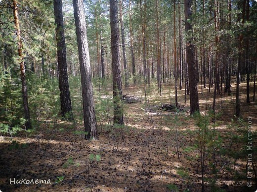 В лесу тишь, да гладь, Божья благодать!!!!!!!!!!!!!!!! Погодка прекрасная выдалась, в сентябре в Сибири +28. Мир точно сошел с ума.... (фото 2)