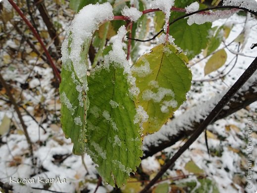 И настроение такое странное - и уже не осеннее, но ещё и не зимнее. (фото 13)