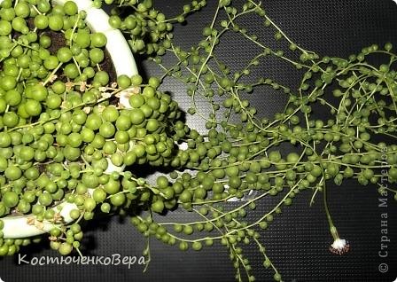 Не могу не поделиться! Впервые расцвёл крестовник Роули! Вон он, маленький невзрачный цветочек справа. (фото 14)