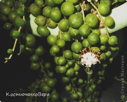 Узоры на пуговицах и не только... (фото 16)