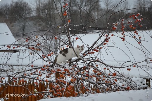 Во всей красе. (фото 26)