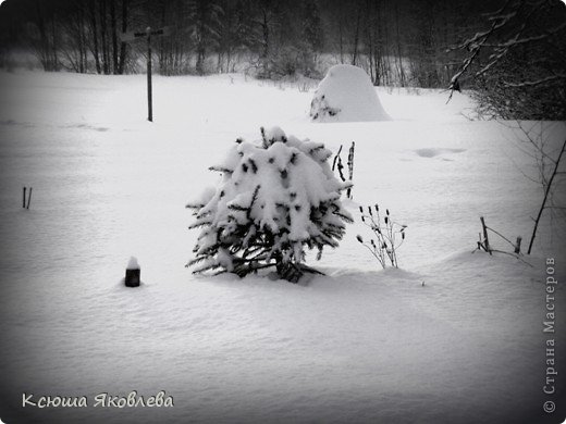 Ещё одна ёлочка в огороде. Маленькая ещё. Выращиваем.  (фото 11)