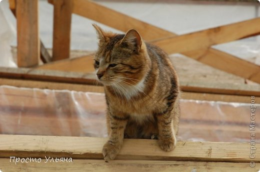 Ну и без всяческих кошек и котов не обойтись (фото 6)