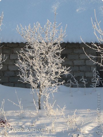 Всем приветик:* Вот такие деревья у меня во дворе.Так ,как вчера в пятницу отменили школу делать было нечего и я начала украшать свой дом!
 (фото 1)