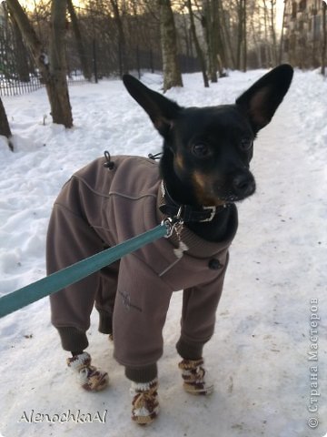 А на этом фото видны тапочки, которые я связала. Очень уж больно лапкам по соли ходить :( А в таких тапочках не страшно (фото 5)