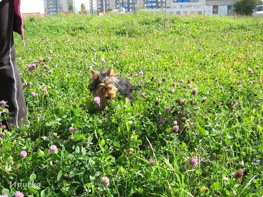 Это мы на прогулке. Гулять Майя очень любит, домой не загонишь. (фото 3)