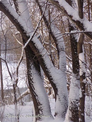 Салат "Подсолнух" и фоторепортаж "Зимняя прогулка" (фото 18)