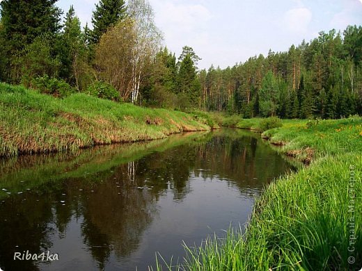 "Лесной уголок"..куда ни глянь-лес,речка..все это радует глаз.но увы- лес беспощадно вырубается и к сожалению не восстанавливается. (фото 5)