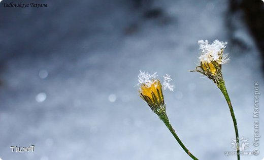 Вроде во все стороны повертела :-))) 
Ну и резюме. Узор классный. Очень плотный. Смотрится интересно. Существует, конечно, небольшое неудобство перехода. И опять же в данном исполнении он идеально подходит только для рисунка без смещения узора. Хотя теоретически можно предположить, что если смещать рисунок на один стоячок вправо, то выведенный конец трубочки после перехода можно пропустить сзади не через один, а через два стоячка. И тогда всё будет в ажуре, этот метод тоже можно использовать. С изнанки, конечно, будет небольшая протяжка, но всё ж это лучший вариант, нежели эти ужасные склейки каждый ряд :-)) Впрочем, мастерицы-чешки нам не продемонстрировали секрет перехода :-)) Да что нам чешки, мы и сами с усами! :-)) 
 Очень надеюсь, что изголялась я не напрасно и кому-то мои идеи пригодятся :-))
Всем удачи и творческого настроения! :-)) (фото 39)