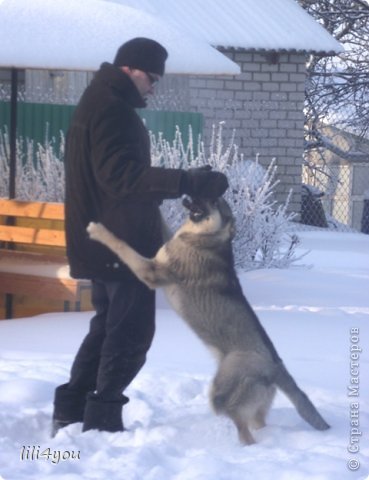 Ну и фото с мужем на пару, чтобы могли представить размеры подросшей собачки :-) (фото 14)