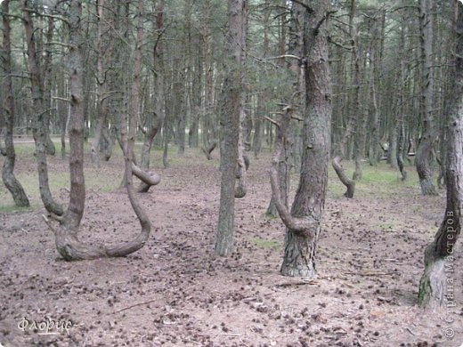 Куршская коса - природный заповедник. Танцующий лес. (фото 27)