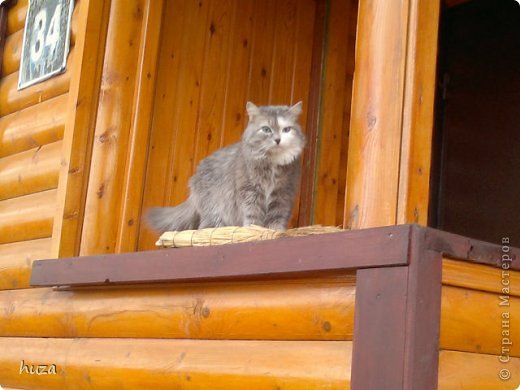 Не могу поделиться радостью! Моей Мурке исполнилось 22 года! Она до сих пор активна! Самостоятельно прыгает на стол и обратно! Научилась с нами разговаривать! Меня зовет МАМА! Очень умное животное! Она у нас и лекарь и успокоитель, и массажист, и заботливая наседка! (фото 1)