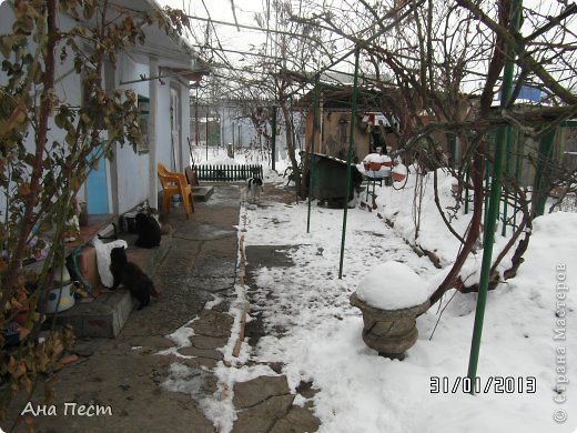 А  солнце  -  счастья  нашего  жар-птица  -  
Заглянет  вдруг  и  в  мой  уютный  дворик. (фото 4)