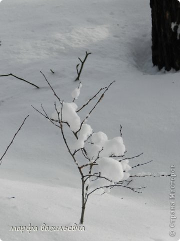 Прогулка в зимний лес. (фото 13)