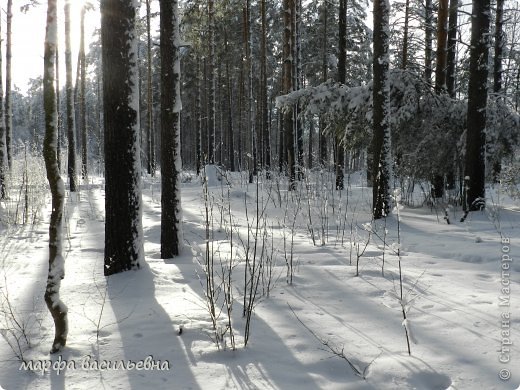 Прогулка в зимний лес. (фото 14)