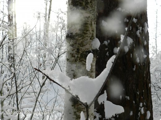 Прогулка в зимний лес. (фото 18)