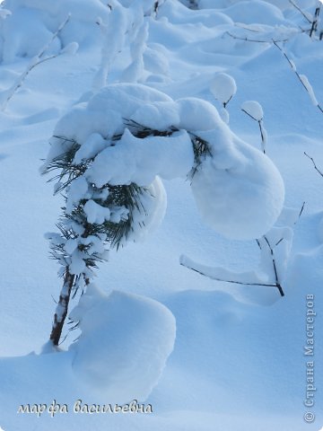 Прогулка в зимний лес. (фото 20)