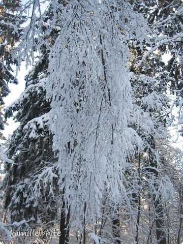 а в лесу сказка (фото 2)